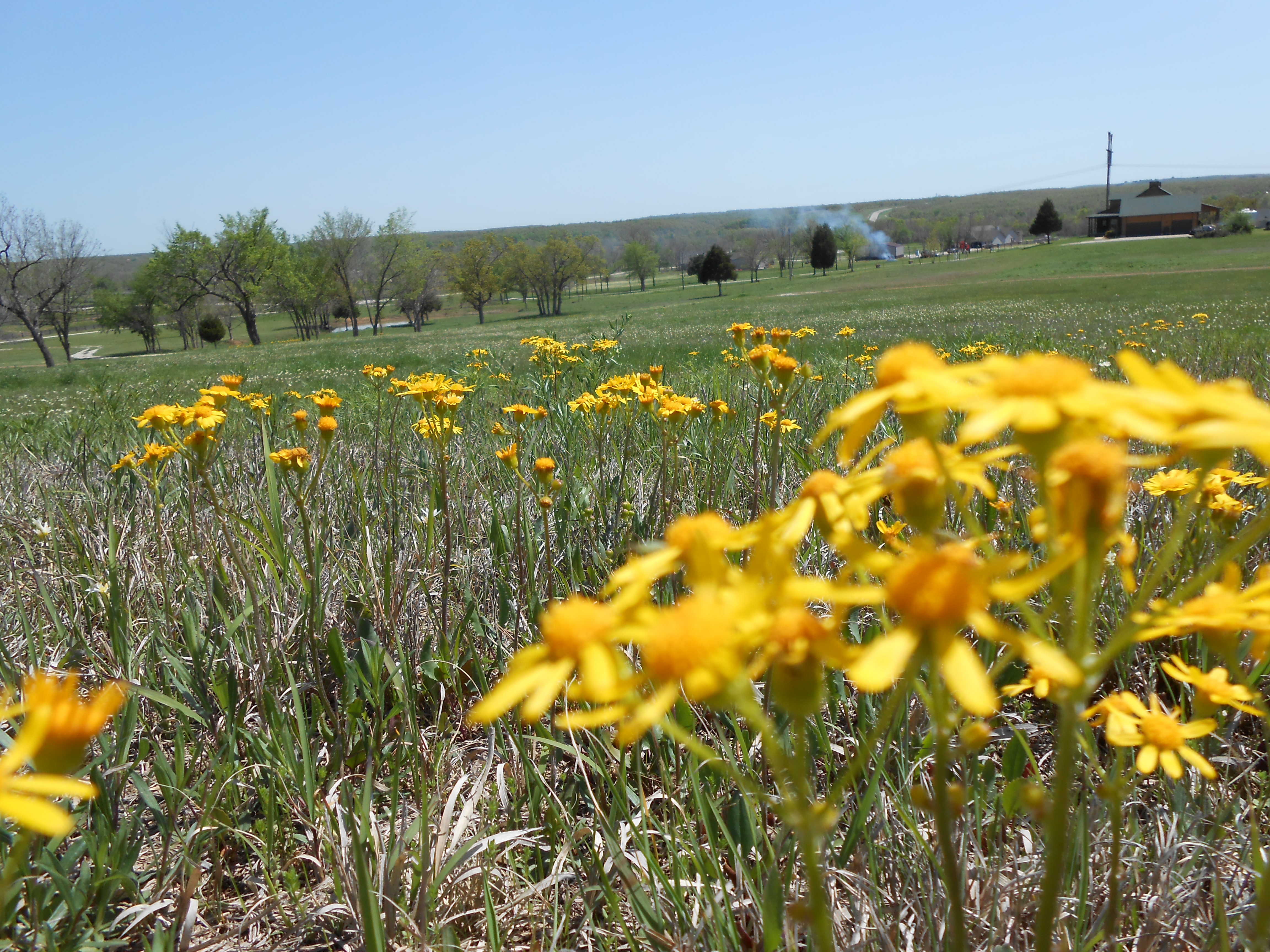 Oklahoma Spring Spring Wildflowers – Color Oklahoma